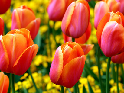 Tulipani multicolore