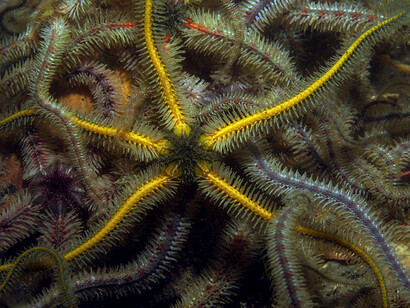 Ophiothrix fragilis