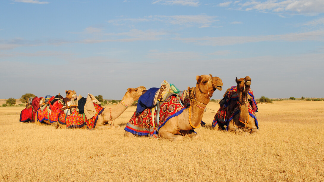 Rann Utsav Camels
