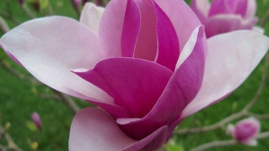 Una magnolia in piena fioritura