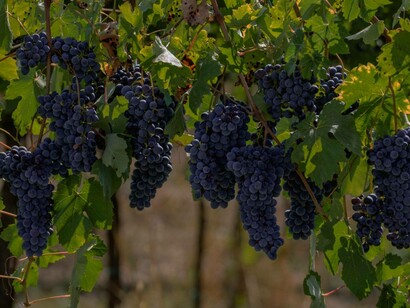 The infestation of phylloxera spreading in the vineyards of Australia