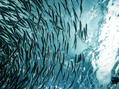 Climate changing on the sea