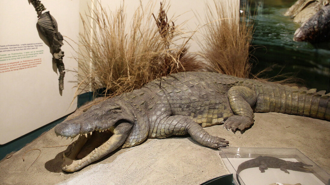 Herpetology, exhibition view. Courtesy of National Museum Bloemfontein