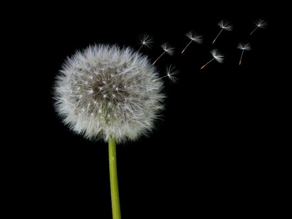 L’alta sensibilità è un tratto di personalità naturale del 20-30% della popolazione