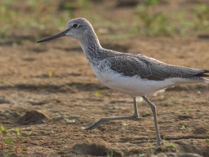 Common Greenshank, a winter migrant to peninsular India © Gehan de Silva Wijeyeratne