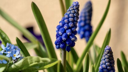 Les plantes réagissent à leur environnement
