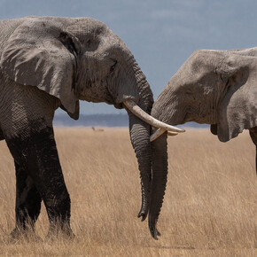 Wildlife Photographer of the year. Courtesy of ROM