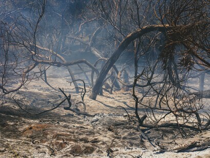 The aftermath of a destructive wildfire reveals a dramatic forest filled with blackened and burned trees