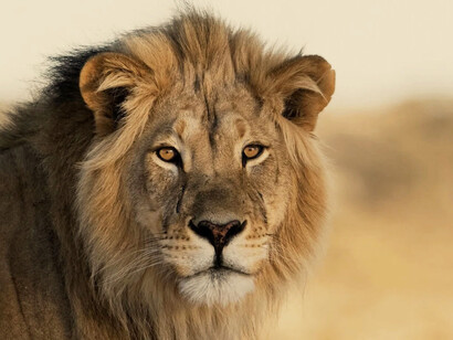 Los leones salvajes viven en poblaciones cada vez más dispersas y fragmentadas del África subsahariana y una pequeña zona del noroeste de India, habiendo desaparecido del resto de Asia del Sur, Asia Occidental, África del Norte y la península balcánica en tiempos históricos
