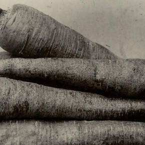 Charles Jones, Carrot, long red, c.1900. Courtesy of Howard Greenberg Galler
