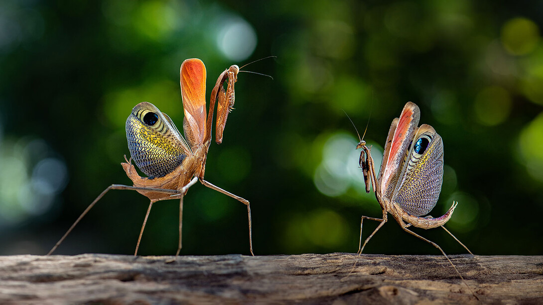 Pareja de «Pseudempusa pinnapavonis» o mantis pavorreal
