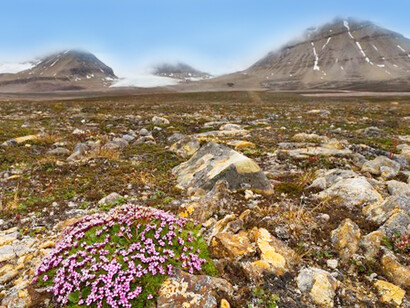 Eppure qualcosa sboccia: il suolo nella tundra artica si scongela solo d’estate in superficie e il periodo vegetativo dura circa 3 mesi