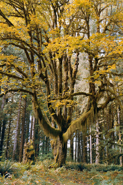 Mitch Epstein, Bigleaf maple, Olympic National Park, Washington, 2021. Courtesy of Yancey Richardson Gallery