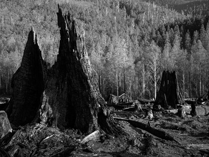 Tasmania, Australia, the forests are being destroyed