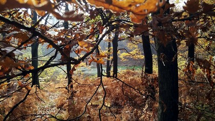 Il bosco di Andrate