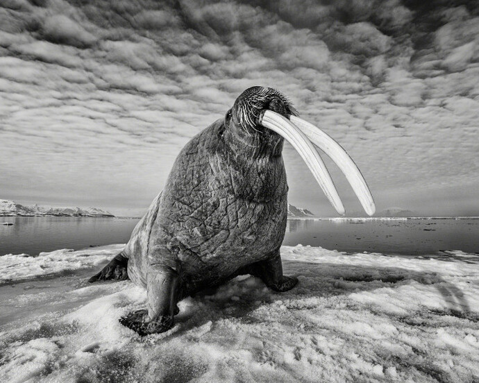 Whiteout: Visions from an Eternal Winter. Courtesy of Paul Nicklen Gallery