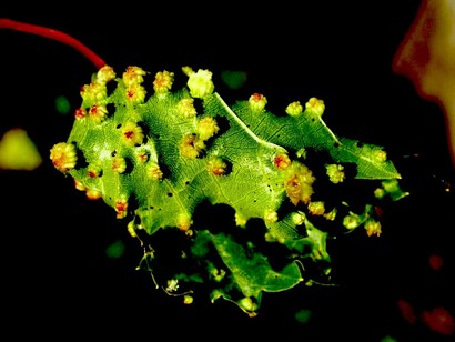 Agallas de filoxera en hojas de vid