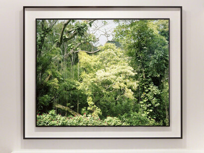 Trade Winds. Courtesy of Miyako Yoshinaga
