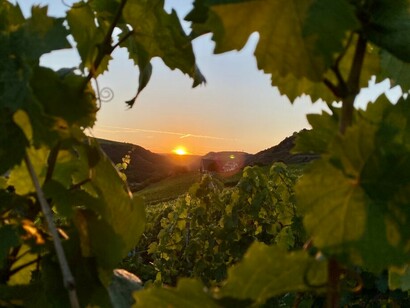 A picturesque vineyard on a mountain at sunset, setting the scene for a prestigious wine tasting event, awards ceremony, and expert judging panel