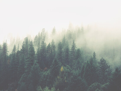 We, humans, exhale the carbon dioxide that trees need