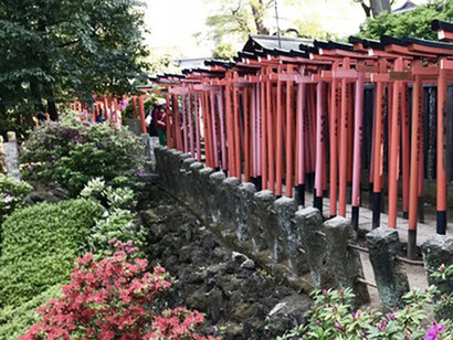 “Tori” red gate tunnel, Otome Inari Shrine in Nezu Shrine grounds © Alma Reyes