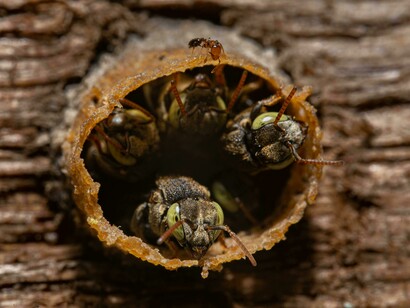 Insetti. Vantaggi ambientali dell'entomofagia: riduzione delle emissioni e dell'uso del suolo agricolo