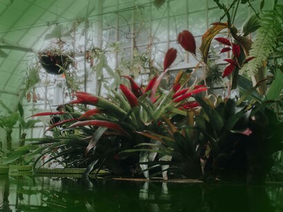 A botanical garden growing unique plants