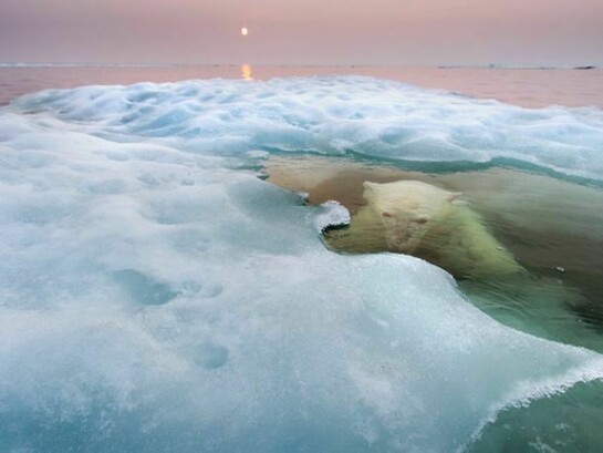 The water bear, Paul Souders (USA), © Paul Souders/ Wildlife Photographer of the Year 2013
