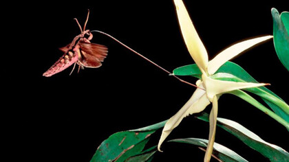 Un'orchidea impollinata da una farfalla