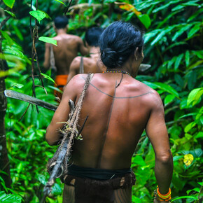 July © Fabien Astre / Survival International (Mentawai, Siberut, Mentawai Islands, Indonesia. In the forests of Siberut Island, Indonesia, the Mentawai hunt monkeys with bows and poison arrows.)