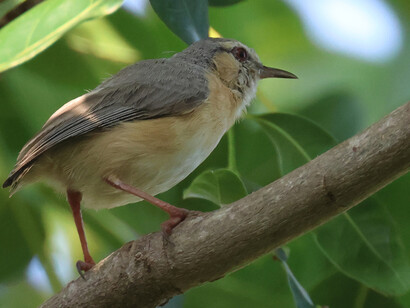 Grey-backed camaroptera in Farasuto, The Gambia © Gehan de Silva Wijeyeratne