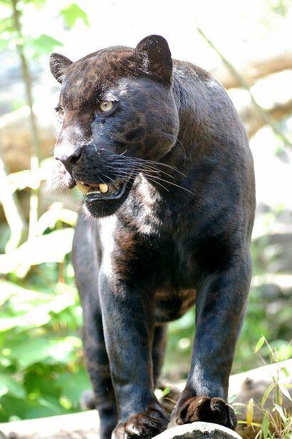 Jaguar melánico