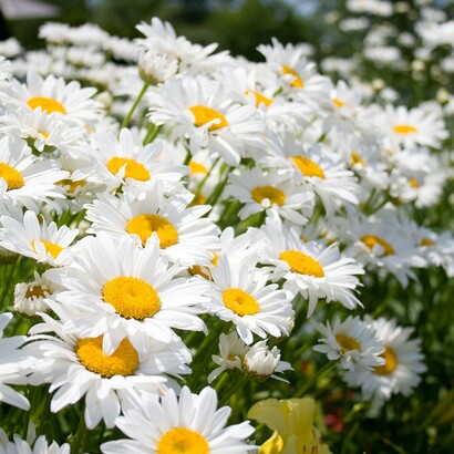 È la visione di una donna che guarda al mondo con amore 