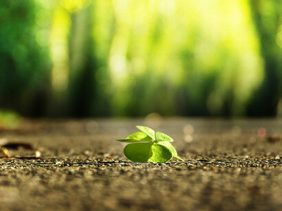 A clover, fortune and happiness