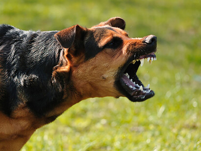 Chien et rage. Les moelles desséchées, plus pauvres en virus, contiendraient, par ce fait même, l’inhibiteur de croissance, agissant par conséquent sur le virus agressif