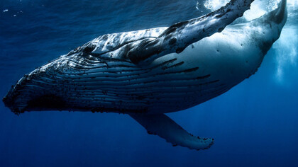 Humpback Whale © Joshua Barton