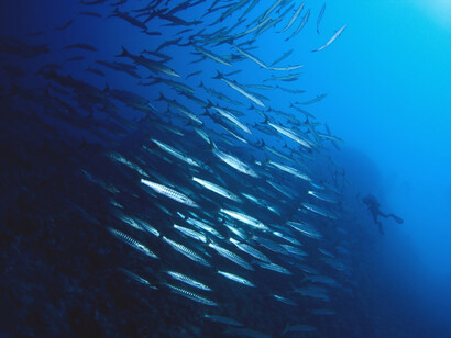 Un banco di barracuda 