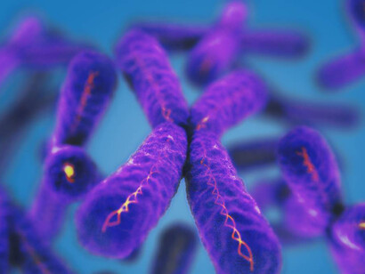 La función de los telómeros es la estabilidad estructural de los cromosomas en las células eucariotas, la división celular y el tiempo de vida de las estirpes celulares