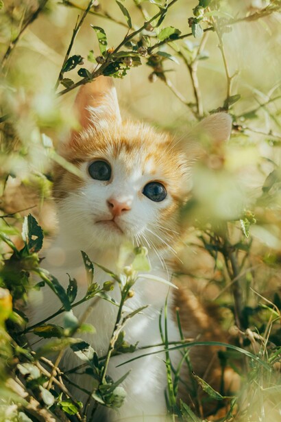 Para un gato estresado, la energía del Reiki, sin contacto, junto con un hidrosol de manzanilla rociado en la habitación, puede ser una combinación armoniosa