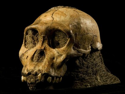 Australopithecus sediba