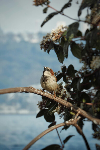 La desconexión digital en entornos naturales amplifica sus efectos restaurativos, promoviendo una mente más tranquila y creativa