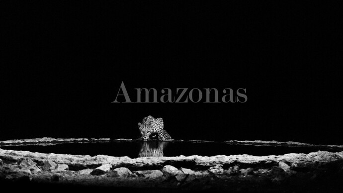 Sebastião Salgado, Leopard in the Barab River Valley, Damaraland, Namibia, 2005, gelatin silver print, 24 x 35 inches/60 x 90 cm © Sebastião Salgado/Amazonas Images