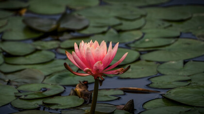 Indian lotus. HongKong Wetland Park, Tin Shui Wai, Hong Kong 