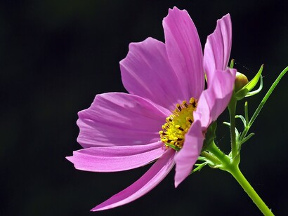 Flor
