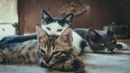 El vínculo con los gatos es algo que puede formarse con el tiempo