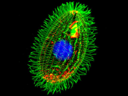 «Tetrahymena thermophila», protozoo ciliado, que se encuentra naturalmente en aguas dulces