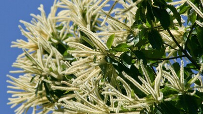 I fiori del castagno sono raccolti in lunghe infiorescenze chiamate amenti, che compaiono tra la fine della primavera e l’inizio dell’estate
