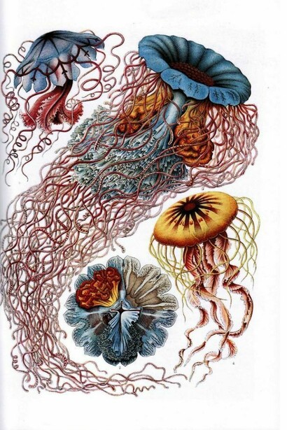 Natura meravigliosa