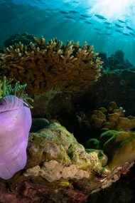 Our planet is endangered, ecosystems can no longer absorb and store carbon emissions and almost a million species are in danger of extinction 