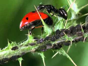 La coccinella e la formica, un esempio di mutualismo